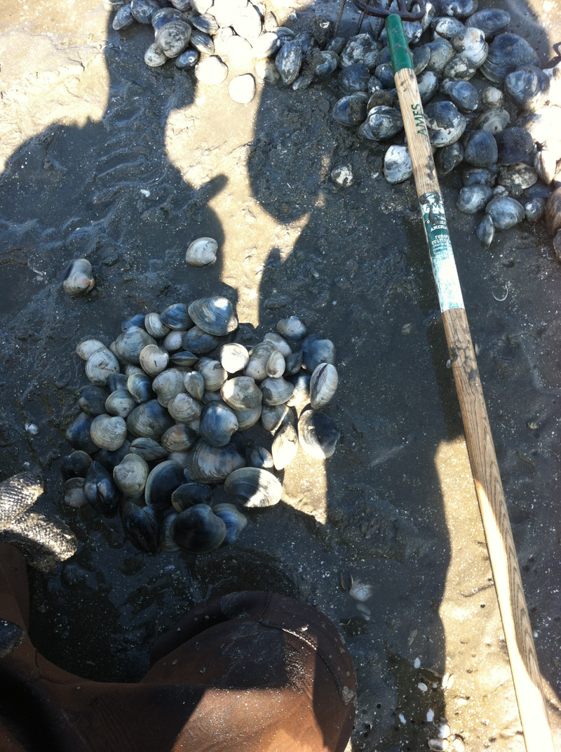 Illustration for article titled Krabby goes Clamming~